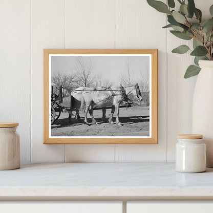 Mules in Creek County Oklahoma February 1940 Black and White Photo