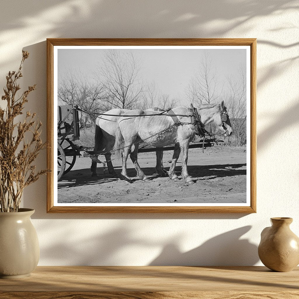 Mules in Creek County Oklahoma February 1940 Black and White Photo