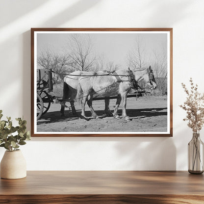 Mules in Creek County Oklahoma February 1940 Image