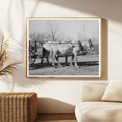 Mules in Creek County Oklahoma February 1940 Black and White Photo