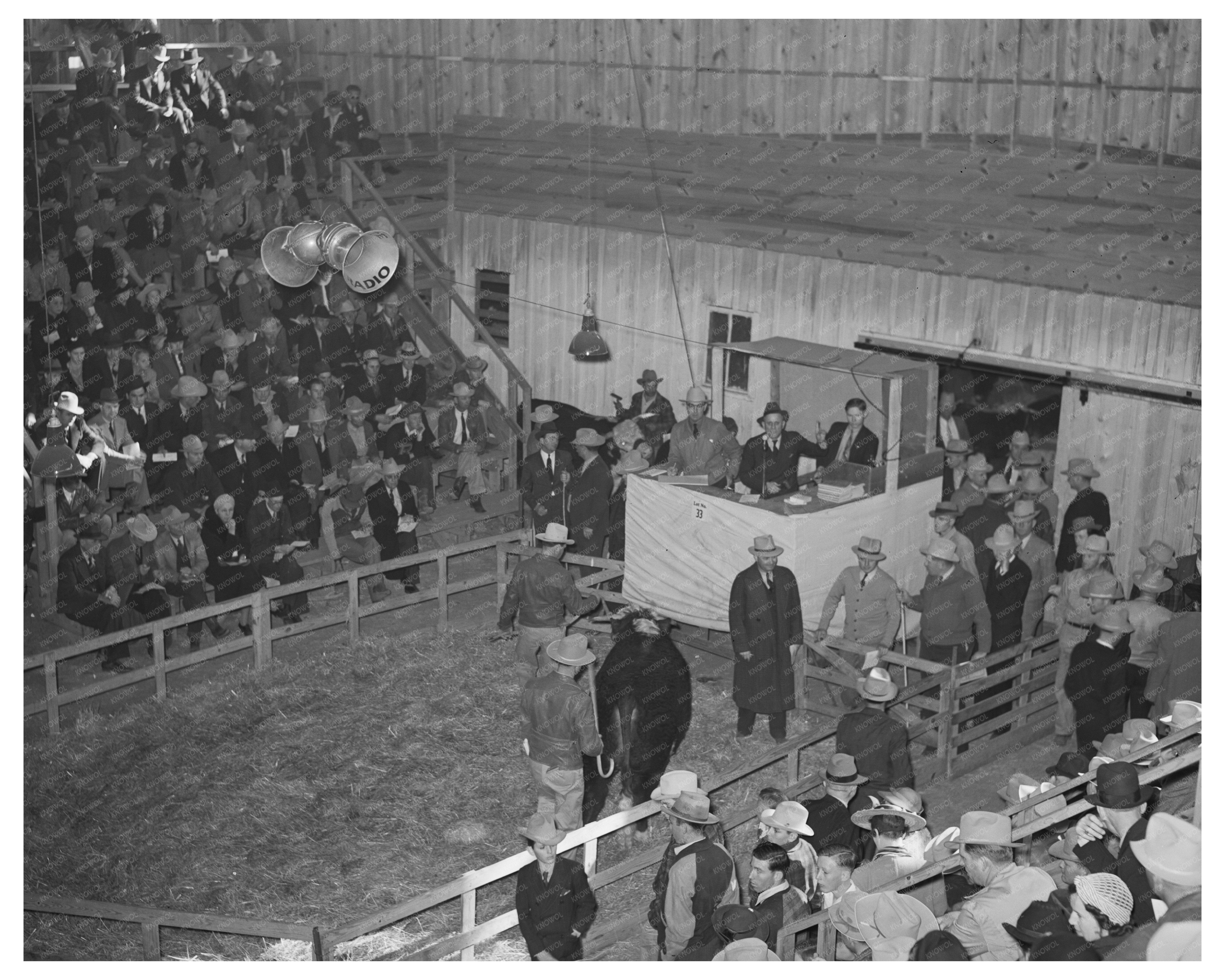 1940 San Angelo Fat Stock Show Beef Steer Auction Image