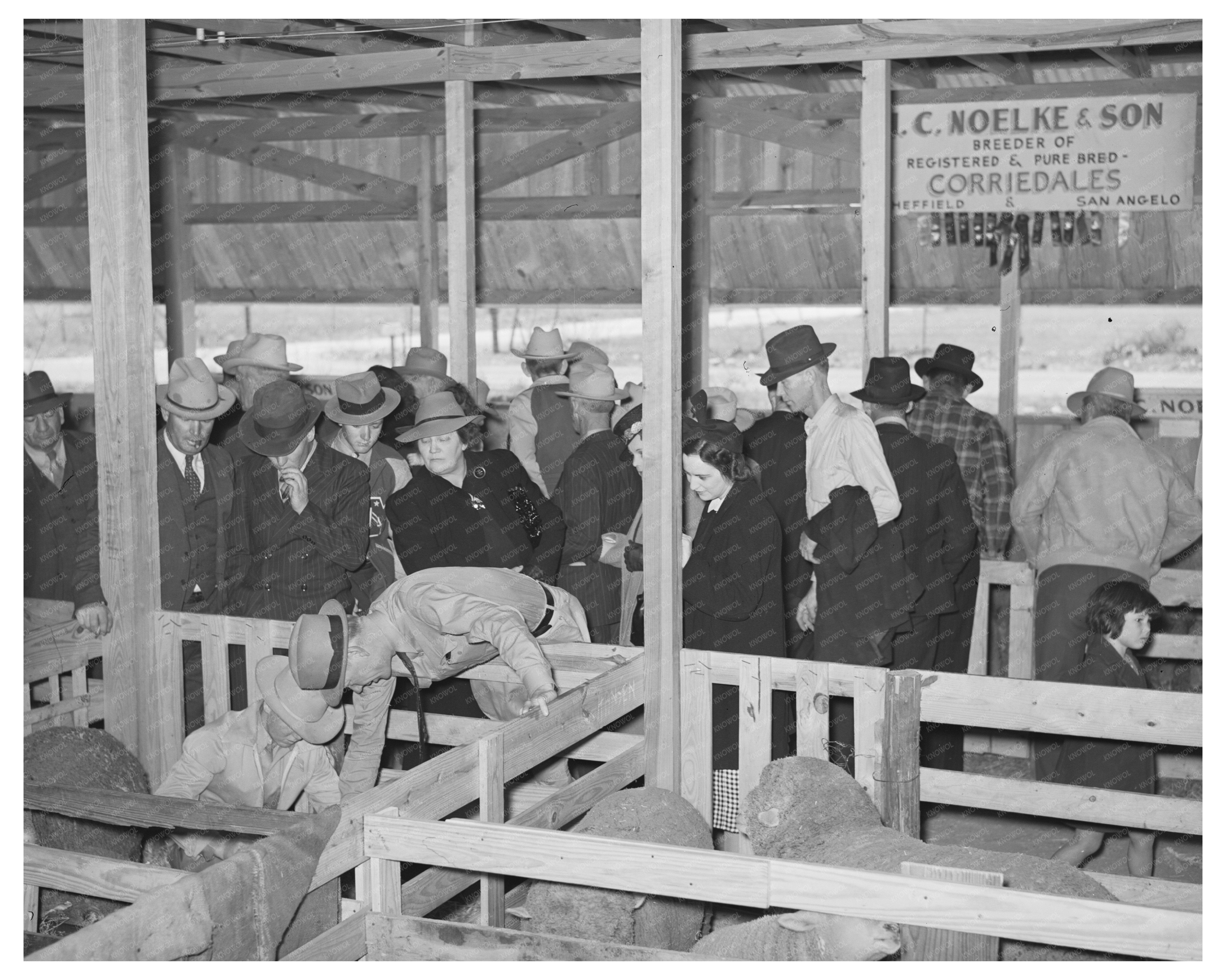 San Angelo Fat Stock Show Sheep Division 1940