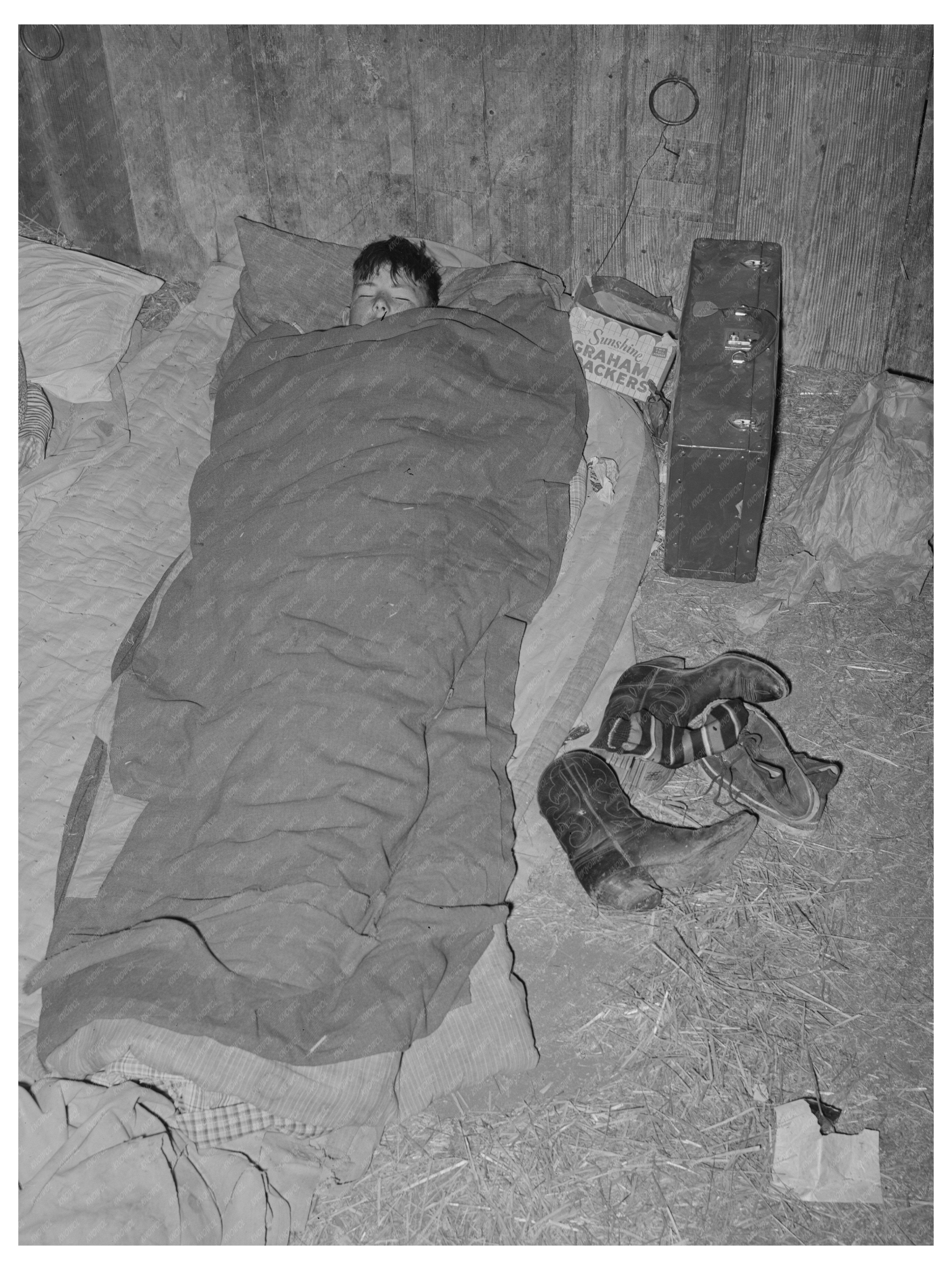 Cowboy Asleep in Cattle Show Barn San Angelo 1940