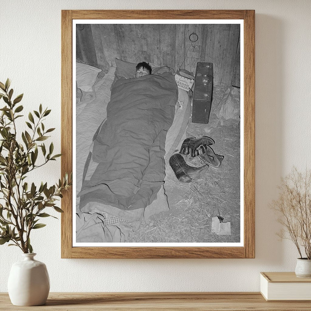 Cowboy Asleep in Cattle Show Barn San Angelo 1940