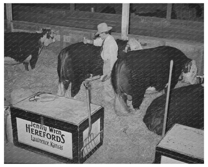 Hereford Bull Grooming at San Angelo Fat Stock Show 1940