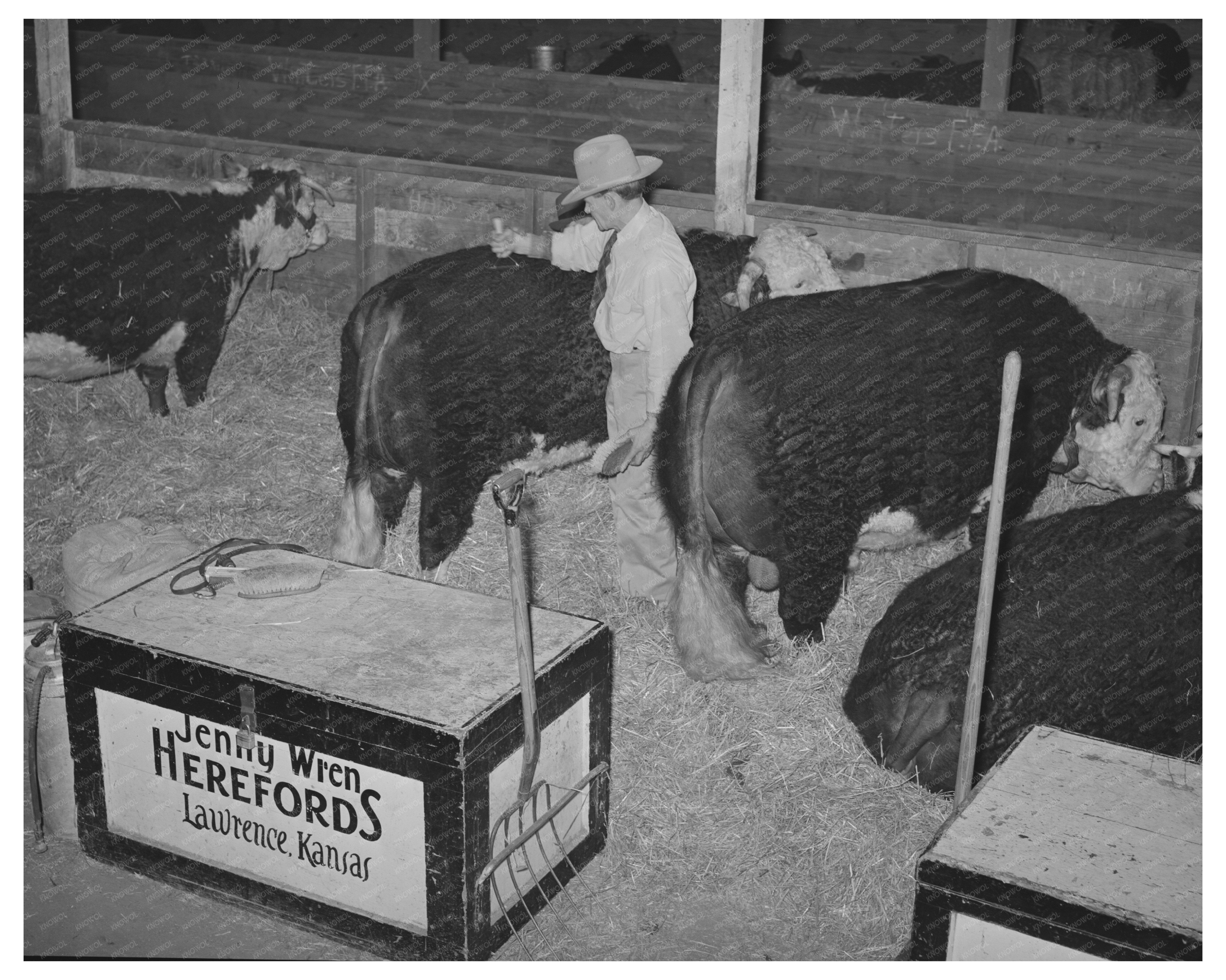 Hereford Bull Grooming at San Angelo Fat Stock Show 1940