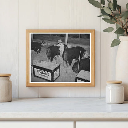 Hereford Bull Grooming at San Angelo Fat Stock Show 1940