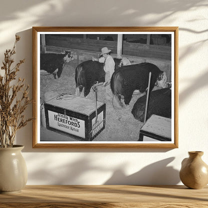 Hereford Bull Grooming at San Angelo Fat Stock Show 1940