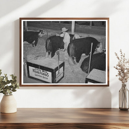 Hereford Bull Grooming for San Angelo Fat Stock Show 1940