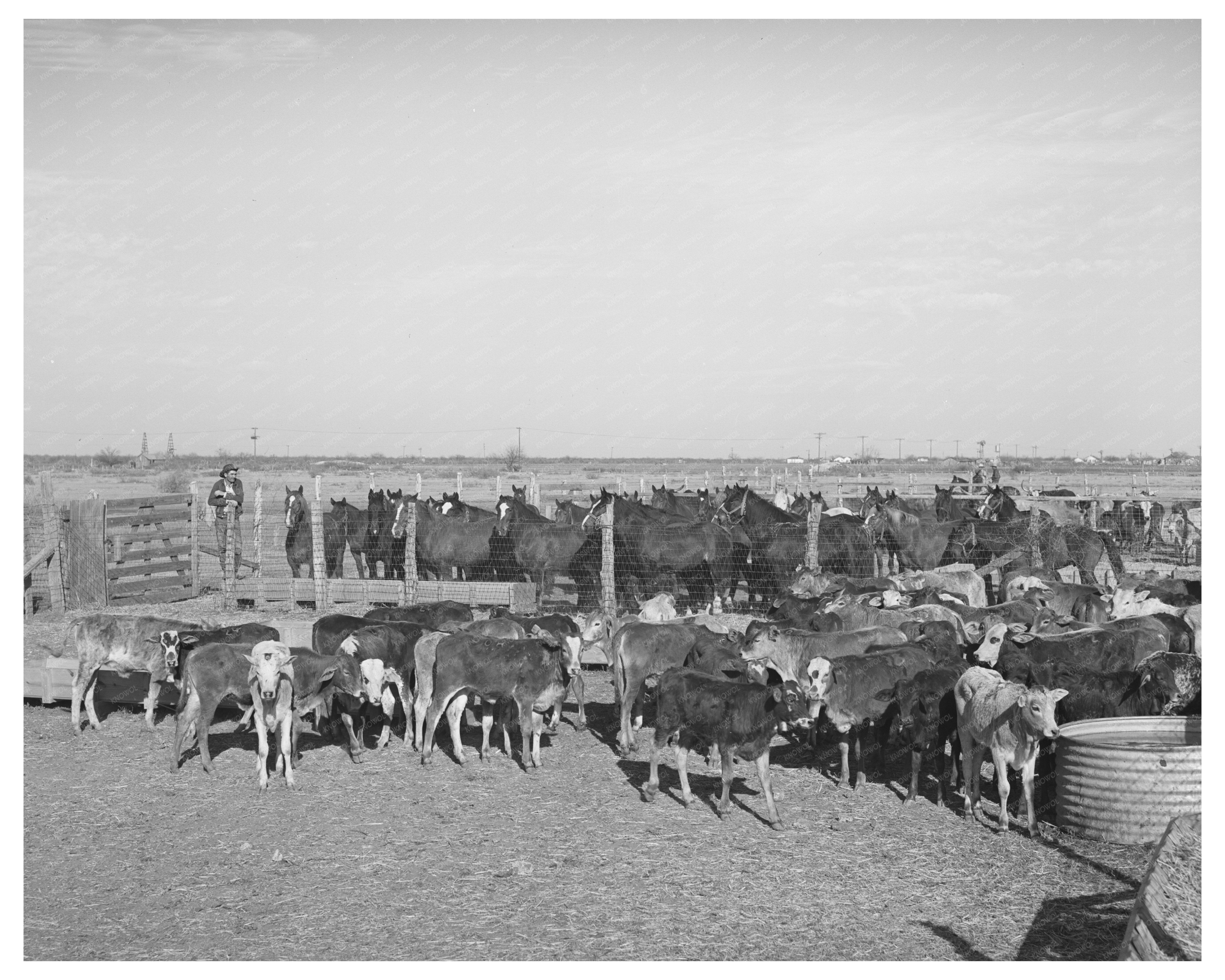 Rodeo Calves and Horses at San Angelo Fat Stock Show 1940