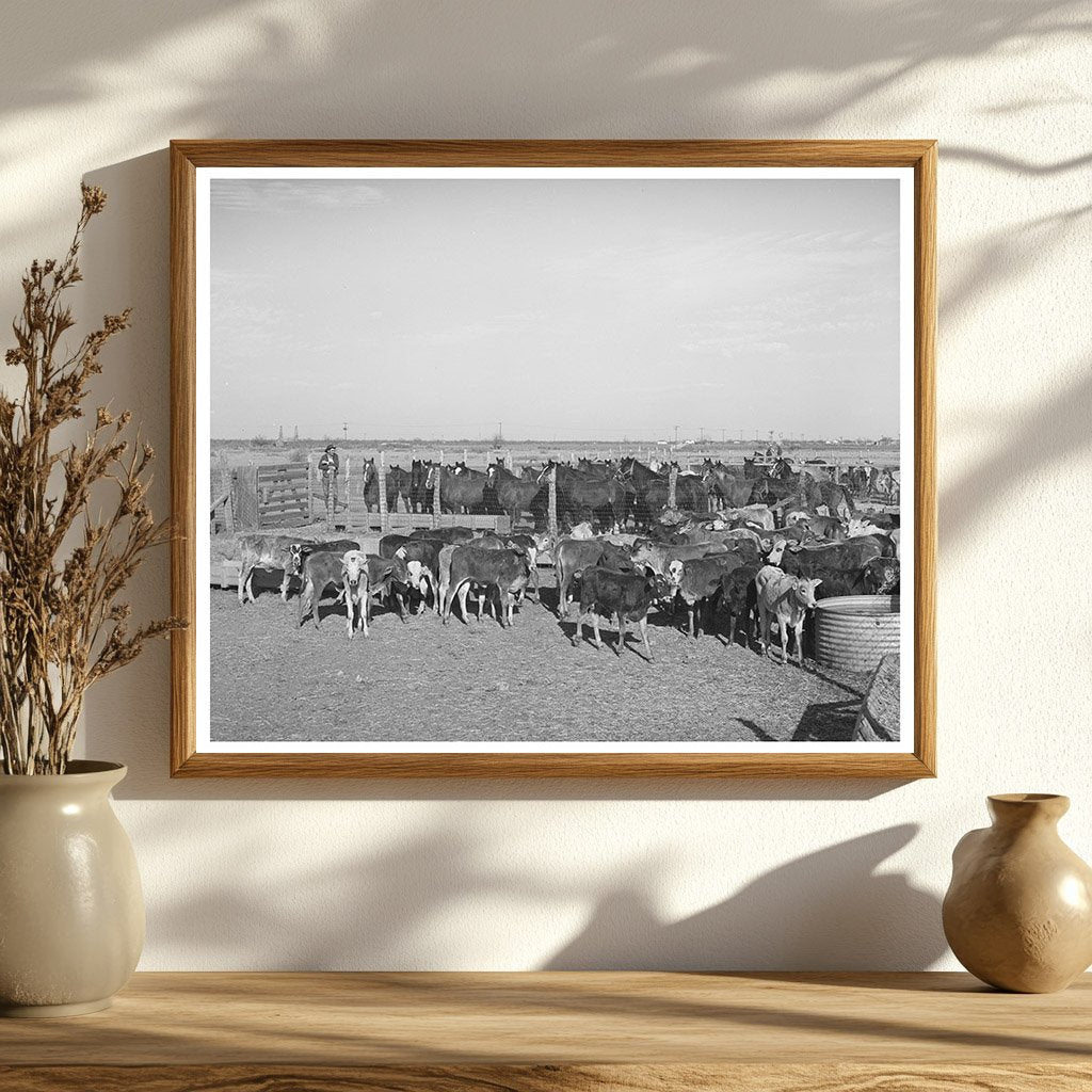 Rodeo Calves and Horses at San Angelo Fat Stock Show 1940