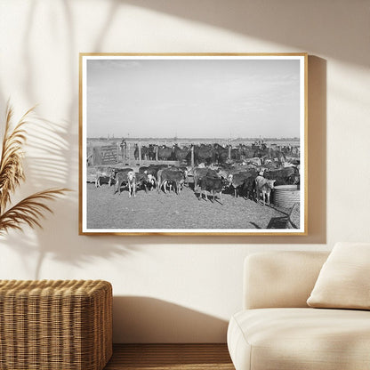 Rodeo Calves and Horses at San Angelo Fat Stock Show 1940