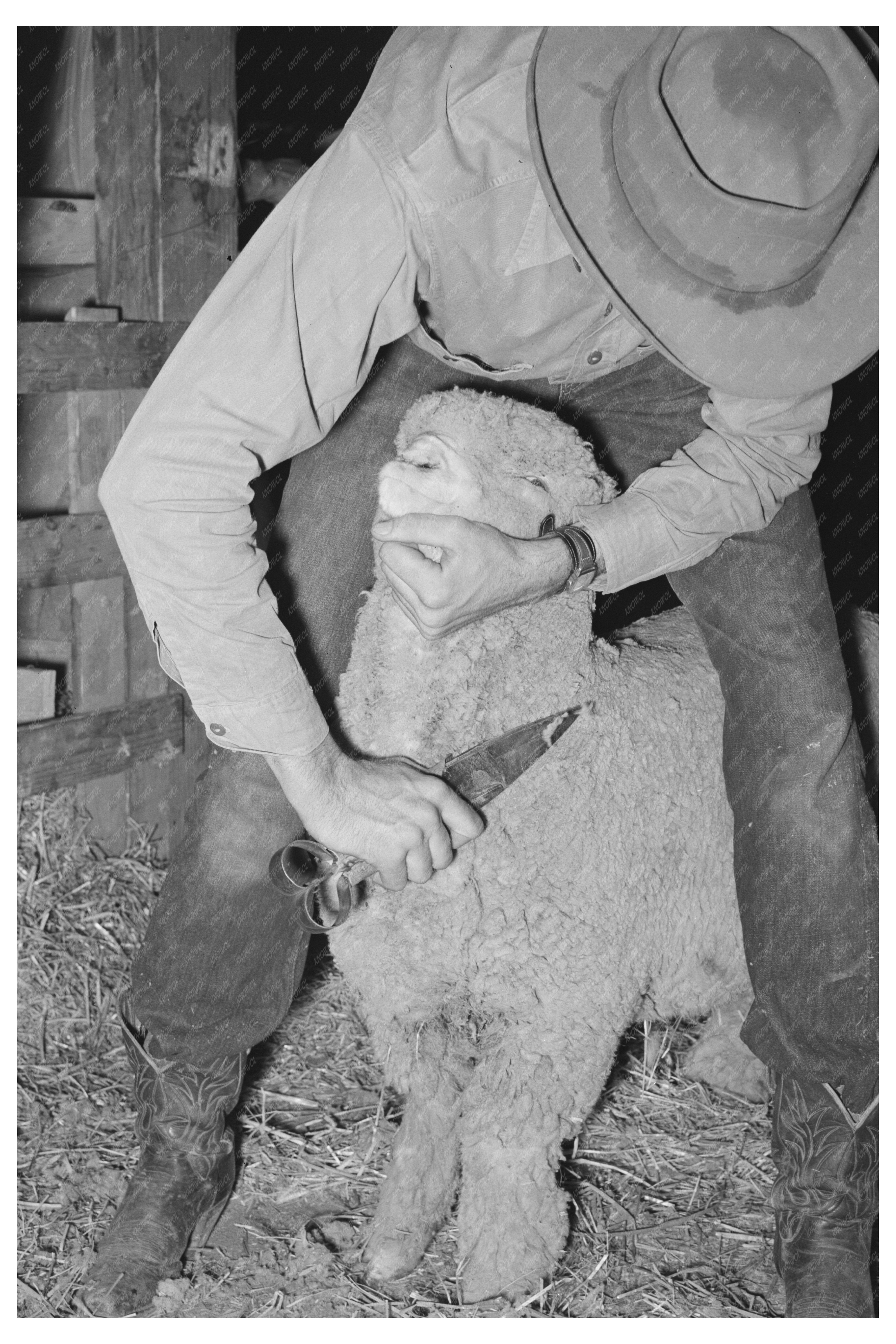 Cowboy Trimming Sheep San Angelo Texas March 1940