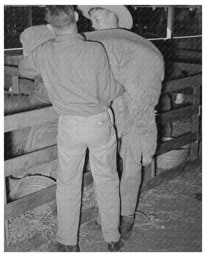 4-H Club Boys Herding Sheep San Angelo Fat Stock Show 1940