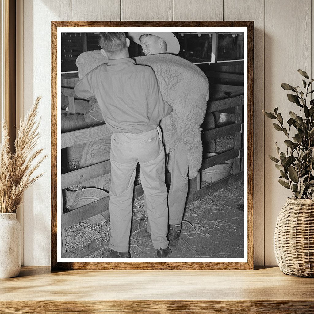 4-H Club Boys Herding Sheep San Angelo Fat Stock Show 1940
