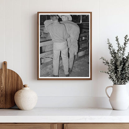 4-H Club Boys Herding Sheep San Angelo Fat Stock Show 1940