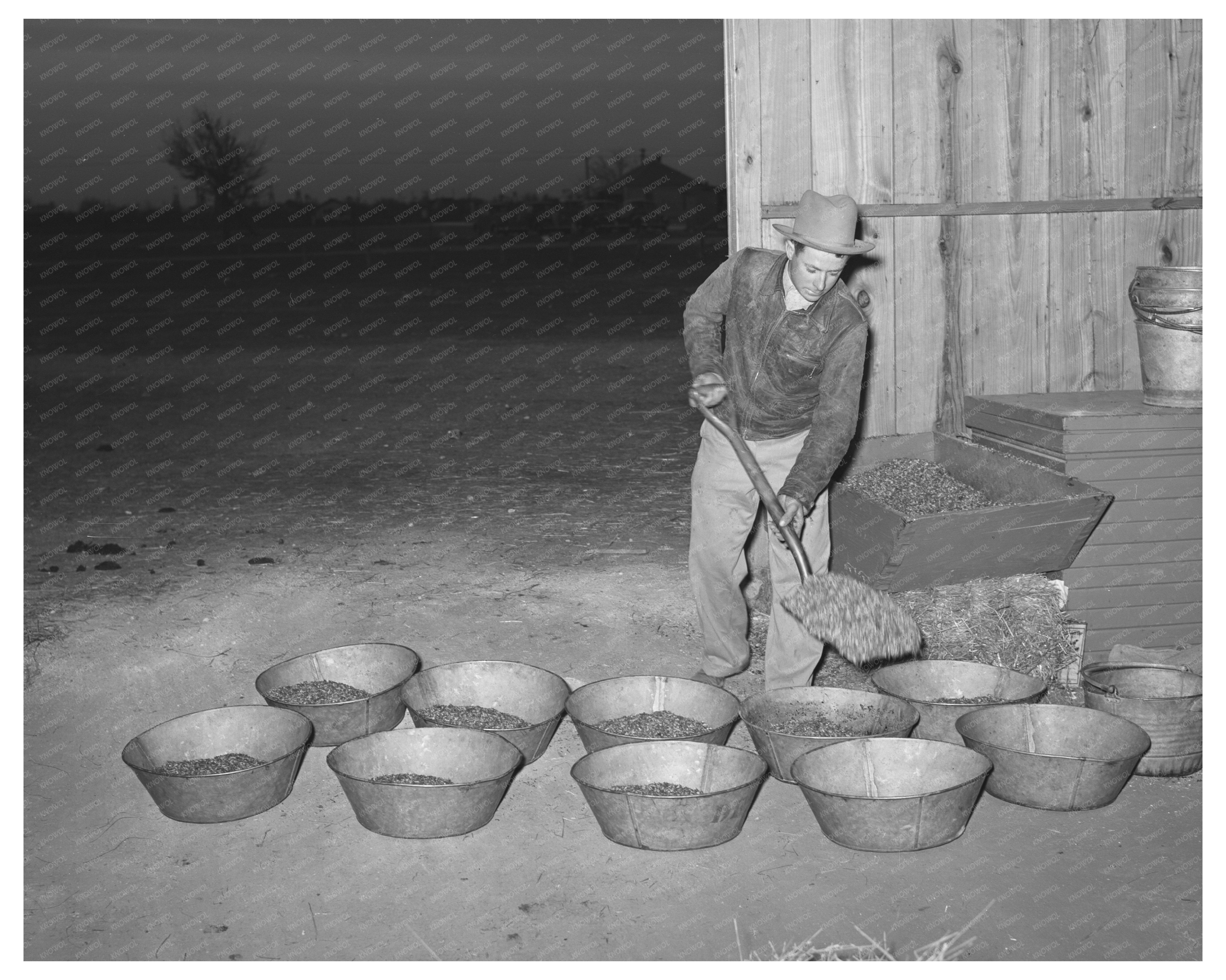 Cowboy Feeding Livestock at San Angelo Fat Stock Show 1940