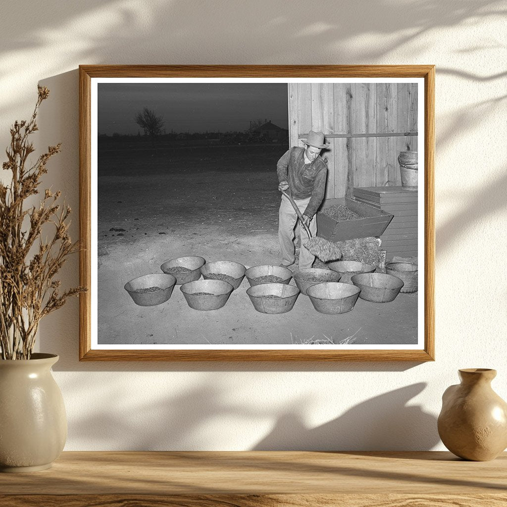 Cowboy Feeding Livestock at San Angelo Fat Stock Show 1940