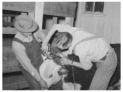 Cowboys Prepare Hereford Steer San Angelo Texas March 1940
