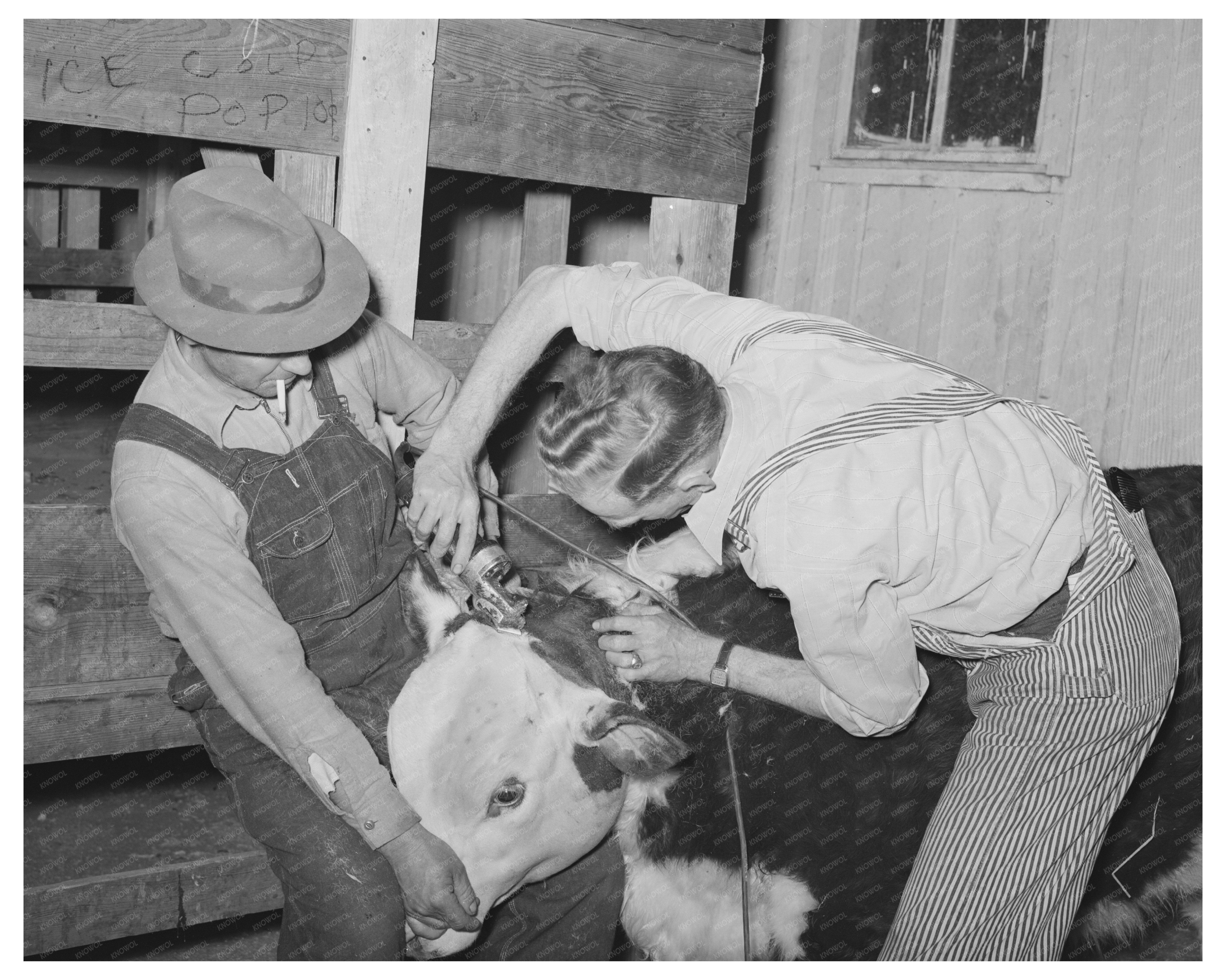 Cowboys Clipping Hereford Steer San Angelo Texas 1940