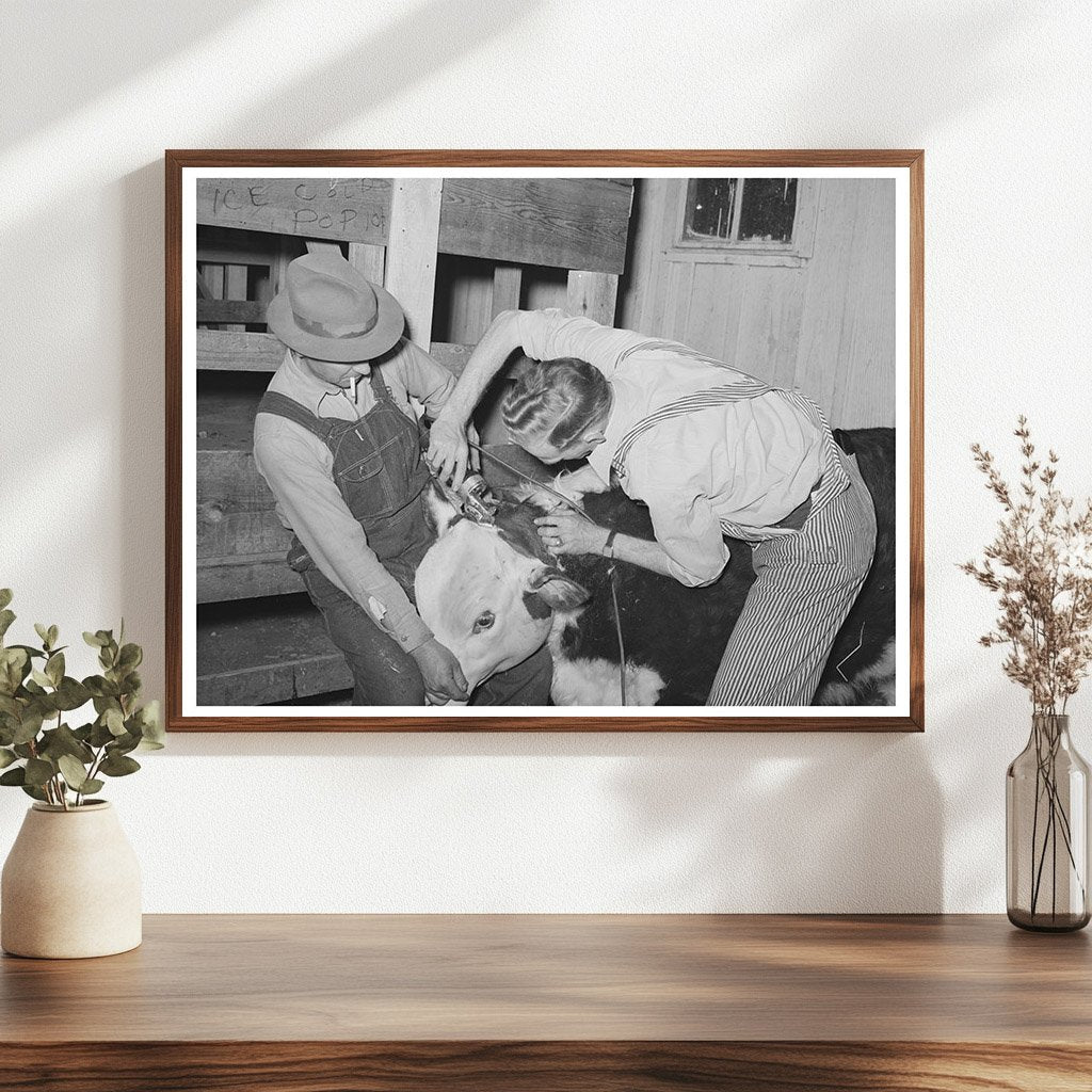Cowboys Prepare Hereford Steer San Angelo Texas March 1940