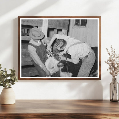 Cowboys Prepare Hereford Steer San Angelo Texas March 1940
