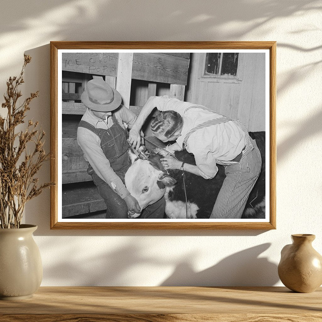 Cowboys Clipping Hereford Steer San Angelo Texas 1940