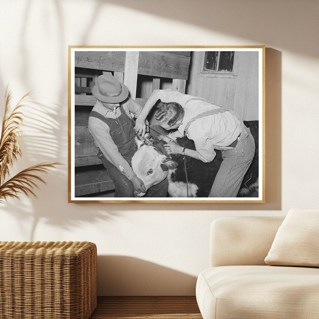Cowboys Clipping Hereford Steer San Angelo Texas 1940