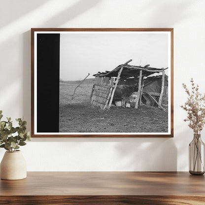 Cowshed on McIntosh County Farm March 1940