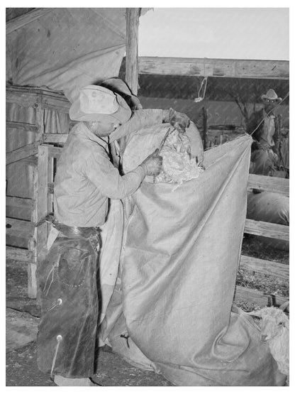 Mohair Collection Process in Junction Texas March 1940