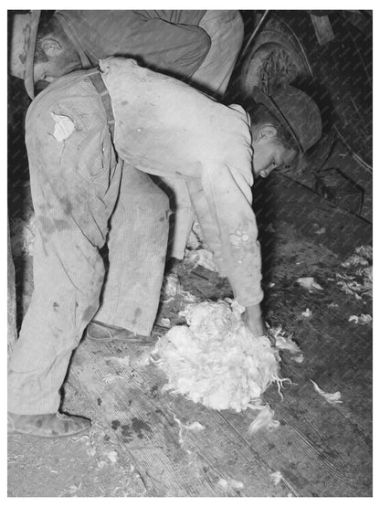 Goat Shearers Helper Collecting Mohair Junction Texas 1940