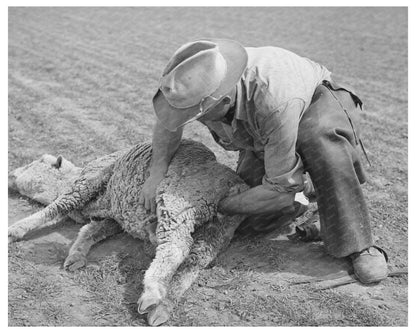 Ranchman Tending Ewe in Junction Texas March 1940