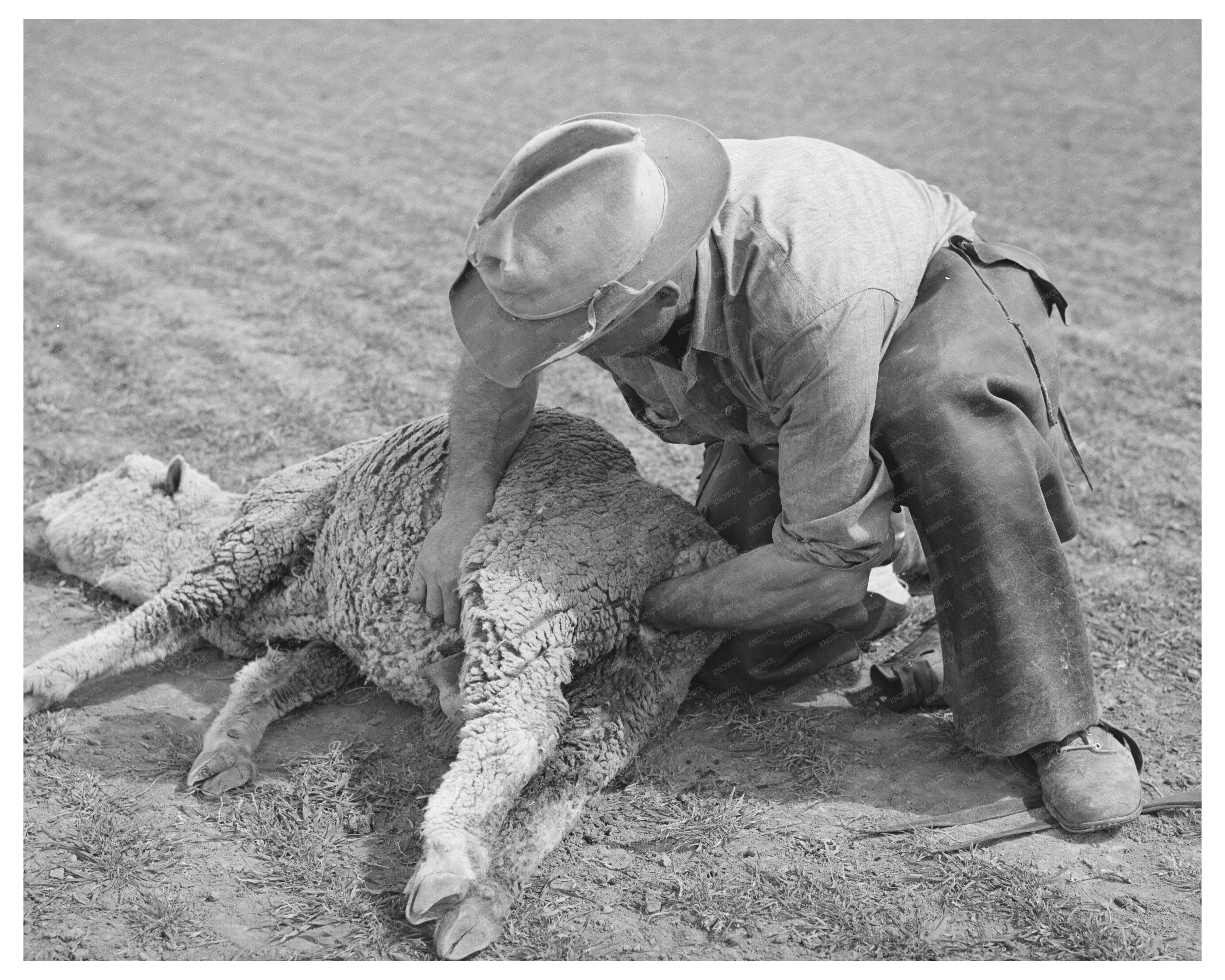 Ranchman Tending Ewe in Junction Texas March 1940