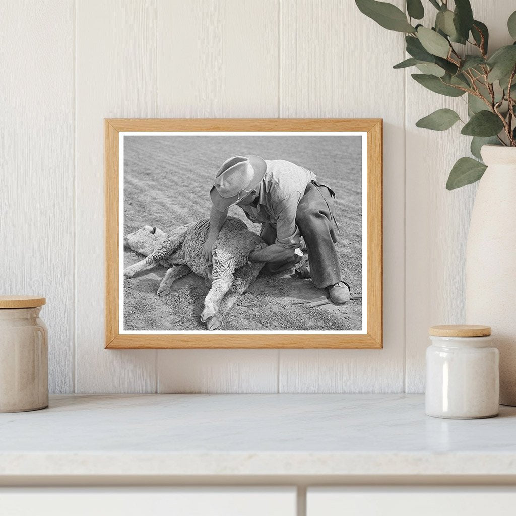 Ranchman Tending Ewe in Junction Texas March 1940
