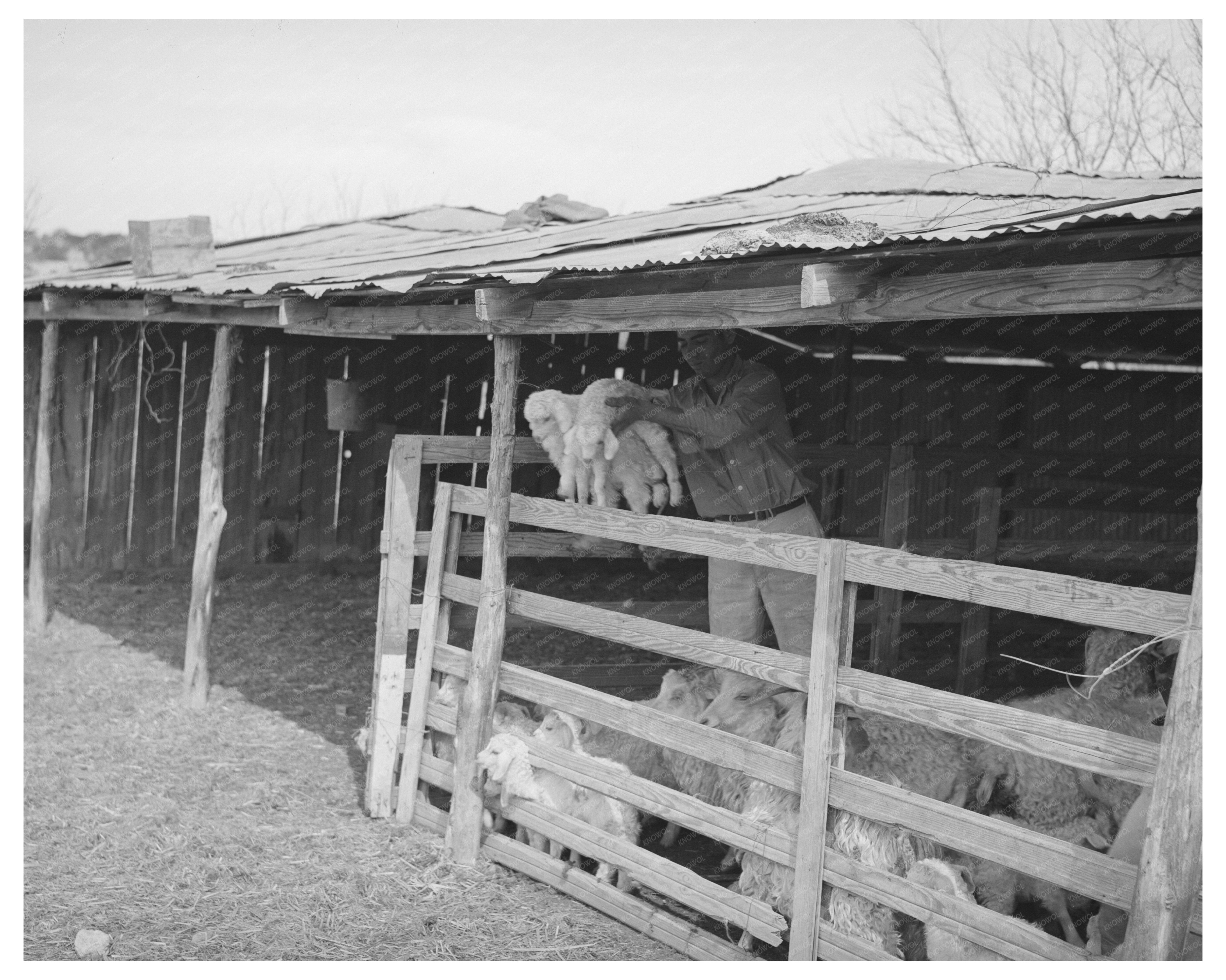 Children and Goats at Shearing Pen Junction Texas 1940