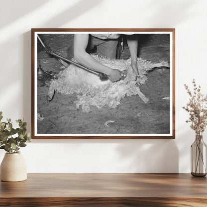 Goat Shearing on Ranch in Kimble County Texas March 1940