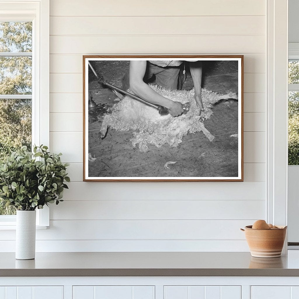 Goat Shearing on Ranch in Kimble County Texas March 1940