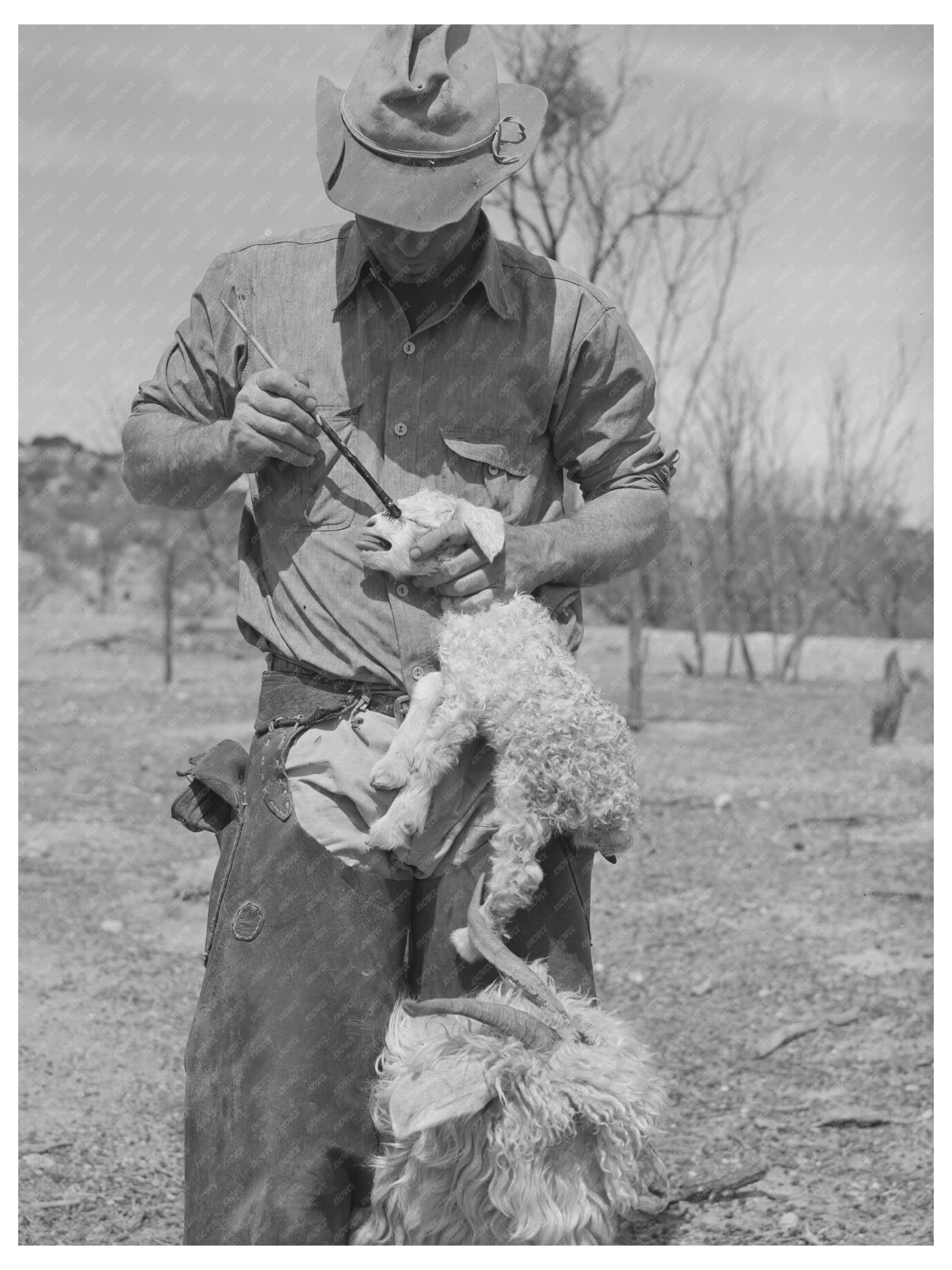 Ranchman Marks Kid for Identification in Texas March 1940