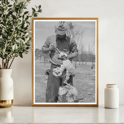 Ranchman Marks Kid for Identification in Texas March 1940