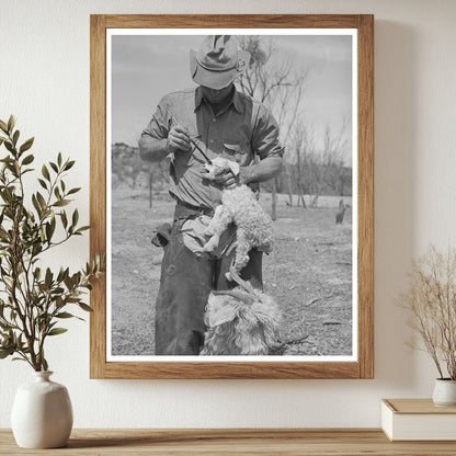 Ranchman Marks Kid for Identification in Texas March 1940