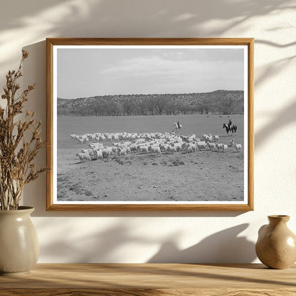 Ranchman Herds Goats for Shearing Kimble County Texas 1940