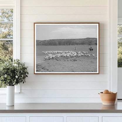 Ranchman Driving Goats for Shearing Kimble County 1940