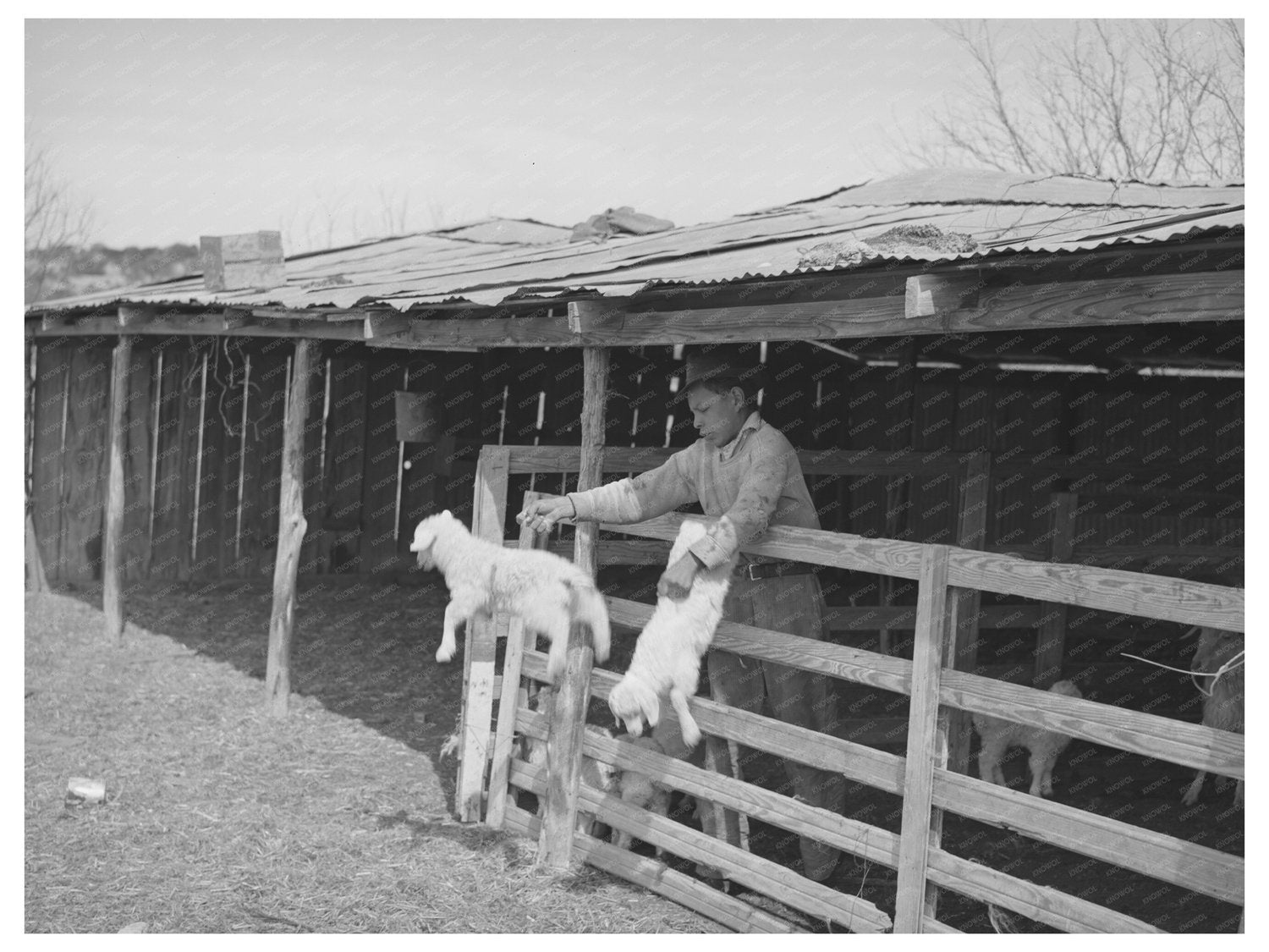 1940 Vintage Photograph of Goat Shearing in Texas