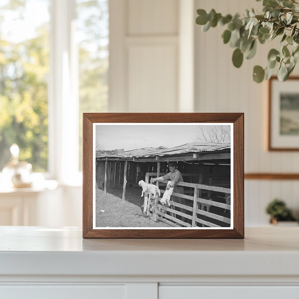 1940 Vintage Photograph of Goat Shearing in Texas