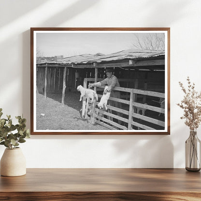 1940 Vintage Photograph of Goat Shearing in Texas