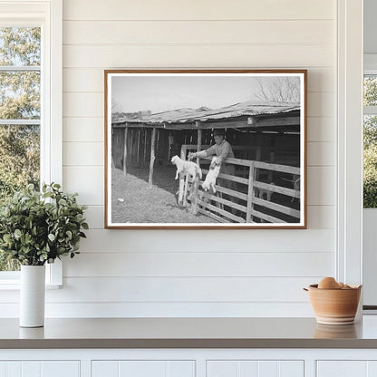 1940 Vintage Photograph of Goat Shearing in Texas