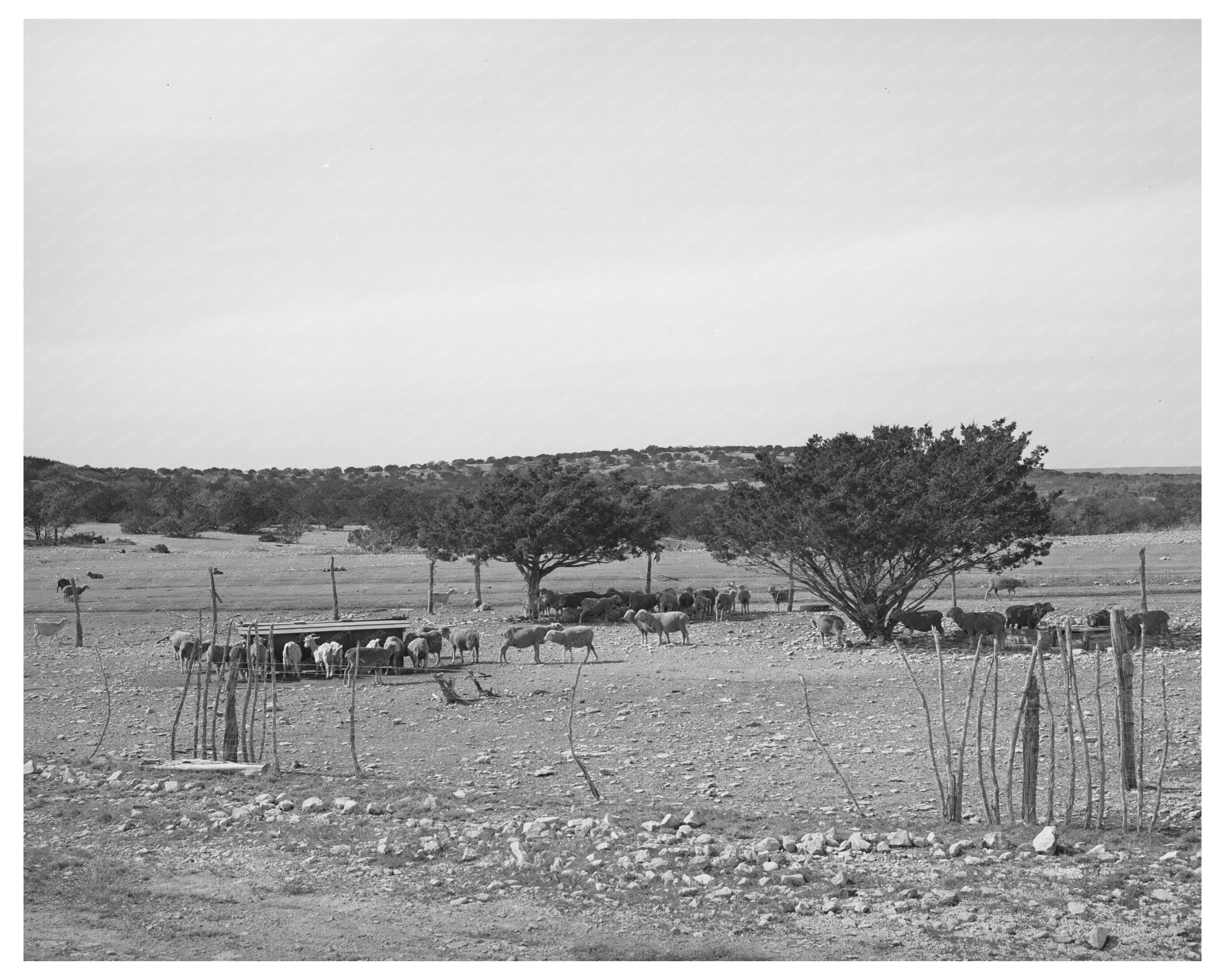 Flock of Sheep and Goats in Sutton County Texas 1940