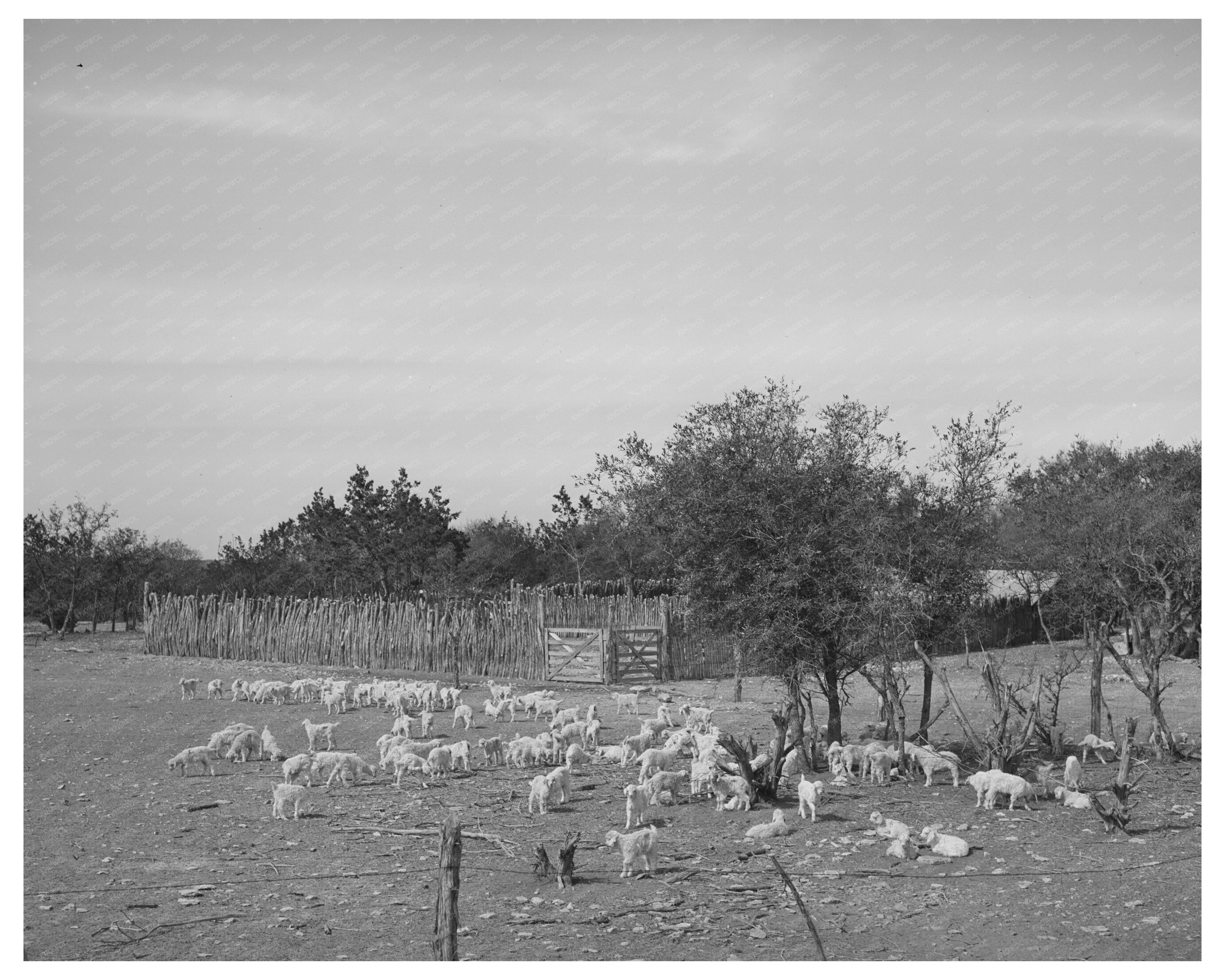 Children at Texas Ranch Enclosure March 1940
