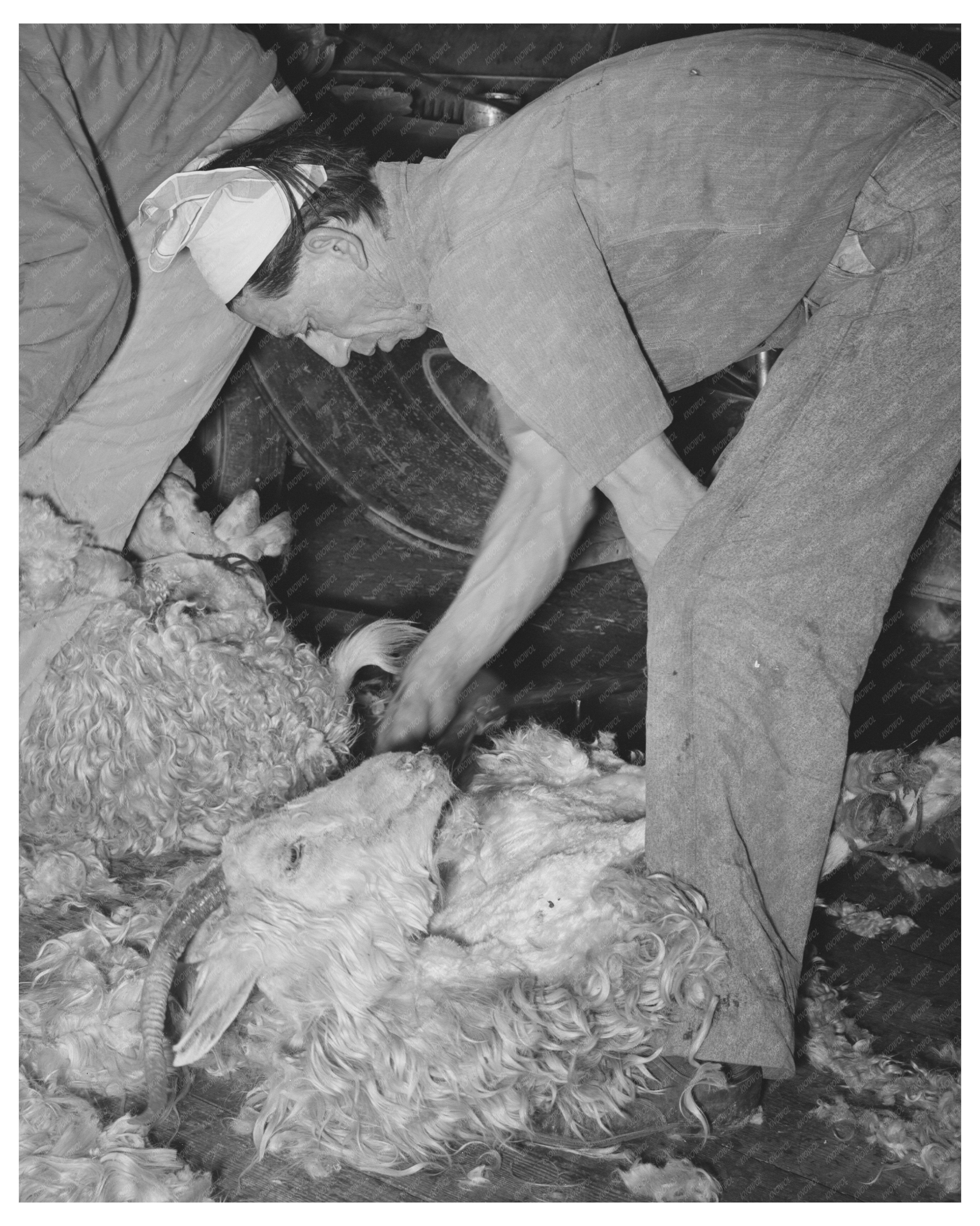 Shearing a Goat on a Texas Ranch March 1940