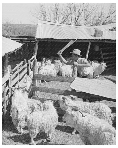 1940 Black and White Ranch Worker Guiding Goats in Texas
